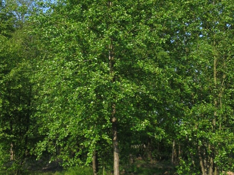 El aliso proporciona madera para cocinar