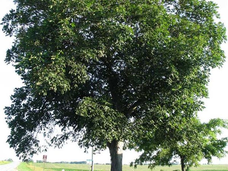 Árbol de nogal americano utilizado como madera para cocinar
