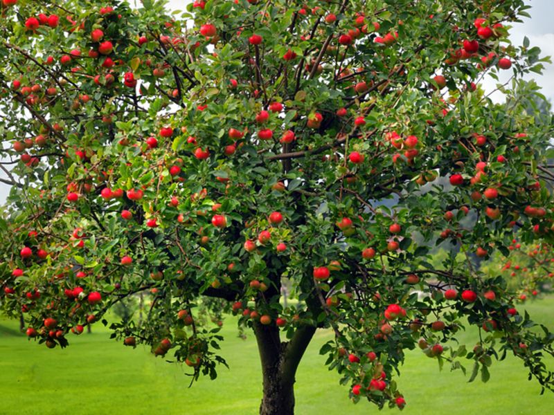 Manzano utilizado como madera para cocinar