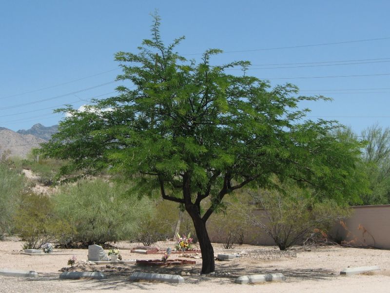 Árbol de mezquite utilizado como madera para cocinar