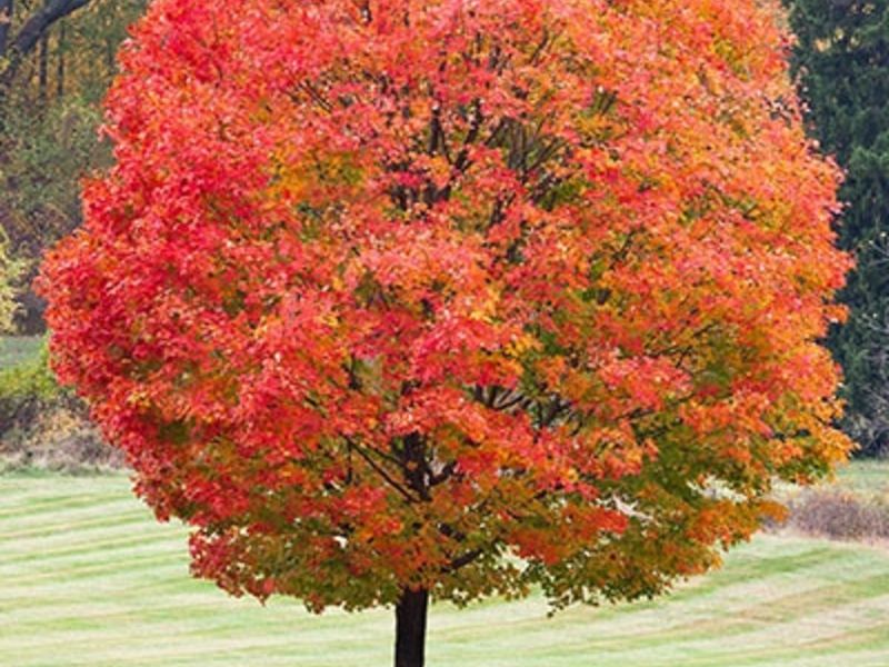 Arce utilizado como madera para cocinar