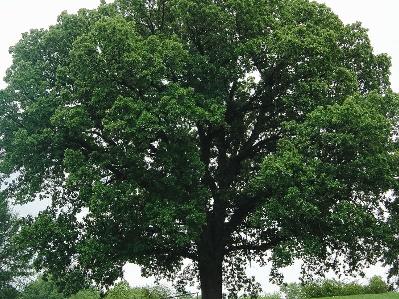 Roble utilizado como madera para cocinar
