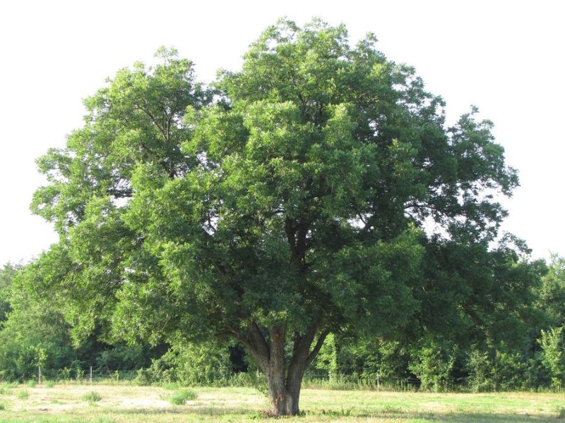 Pecan tree used for cooking wood