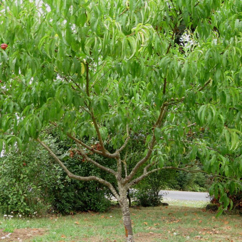 Melocotonero o Nectarina para obtener madera
