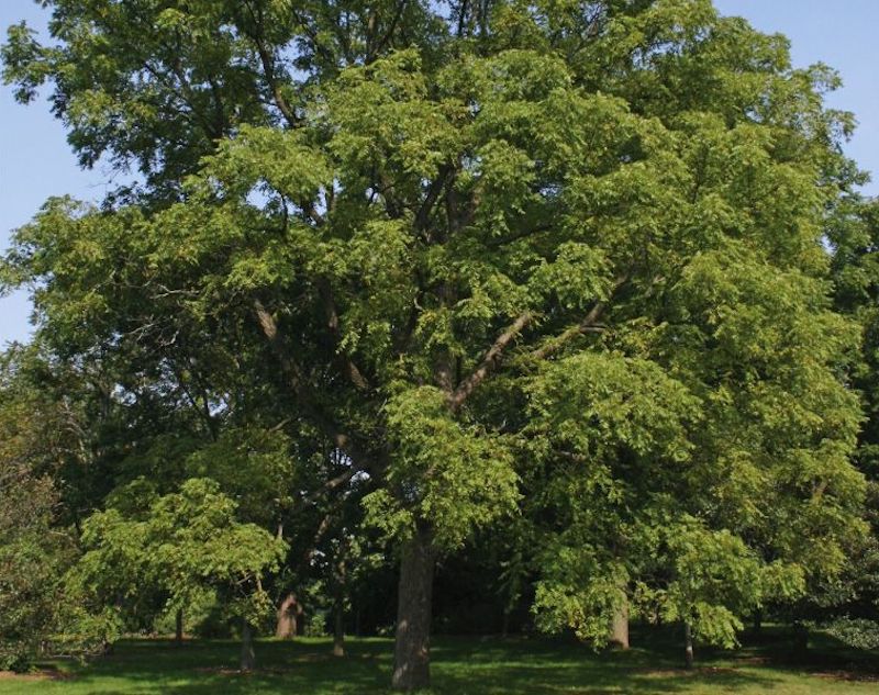 El nogal se utiliza como madera para cocinar
